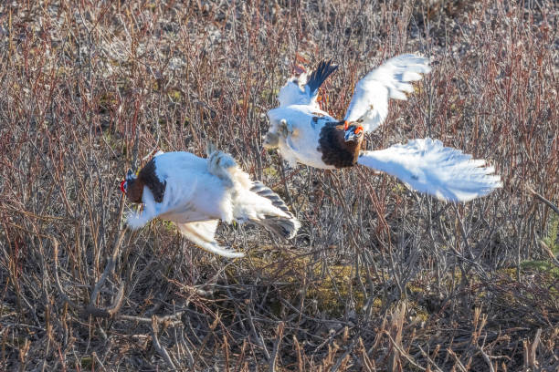 Ptarmigan Fight During Mating Season