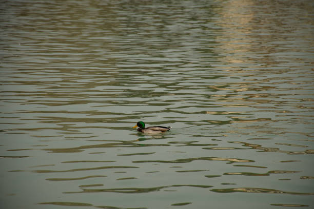 duck swimming in the pond