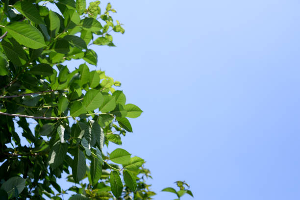 istock Blue Sky and Green leaves 2190746345
