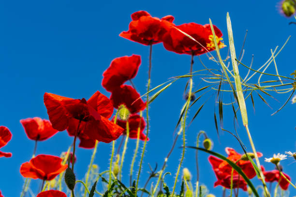 Common poppy field, its scientific name is Papaver rhoeas