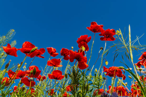 istock Field of common poppies in spring 2190746877