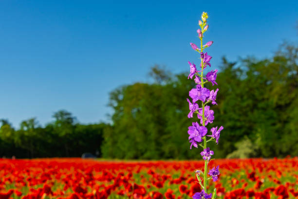 Common poppy field and consolida ajacis, its scientific name is Delphinium ajacis