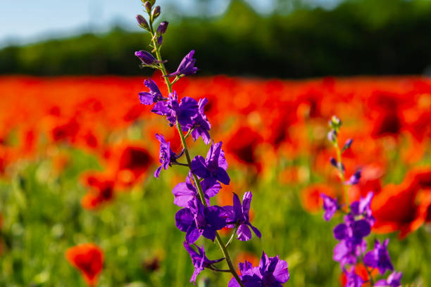 Common poppy field and consolida ajacis, its scientific name is Delphinium ajacis