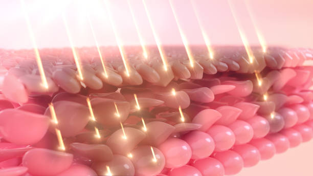 UV light damages the skin. 3D rendering renders. Skin Repair Idea. Skin cells make sagging skin, which the skin layer repairs.
