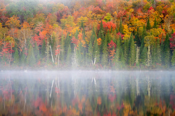 Autumn leaves on still water pond in Montana near Missoula and Helena Montana in northwestern USA of North America.