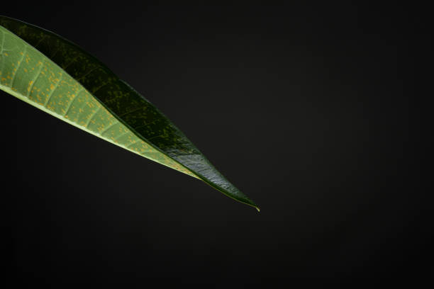 Tropical leaves showing cell structure and textures with strange misty fog swirling from leaf edge Asia