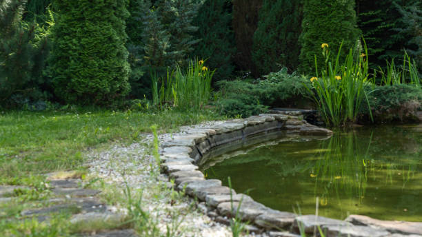 istock Small garden pond with many decorative plants. Nature concept for design. Small pond on a summer day in the garden. 2190760368