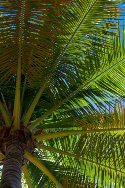istock Palm trees on blue sky. Palm at tropical coast. Coconut tree background. Tropical palm leaf. Tropical green pattern texture. 2190760416
