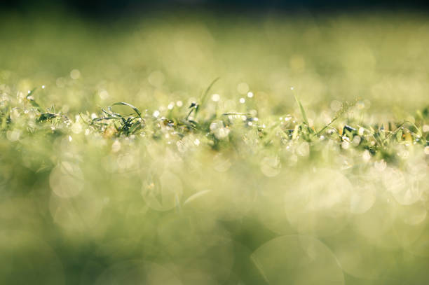 Close-up of fresh green grass shimmering with dew drops in soft light. The intricate textures and sparkling bokeh provide a calming, nature-focused scene.