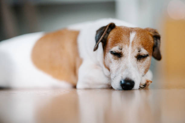 A serene moment featuring a Jack Russell Terrier sleeping on a wooden floor. The warm tones and gentle focus add to the cozy, peaceful atmosphere.