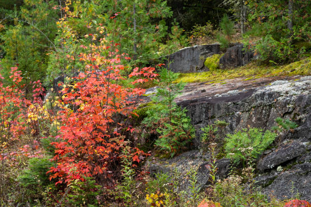 Fall colors at La Mauricie National Park, Quebec, Canada