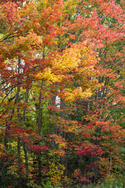 istock Fall colors at La Mauricie National Park 2190765119