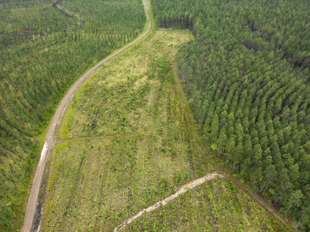 Newly logged section of pine tree plantation