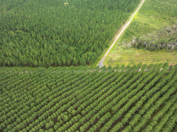 istock Newly logged section of pine tree plantation 2190766446