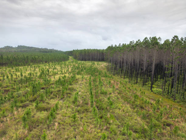 Newly logged section of pine tree plantation