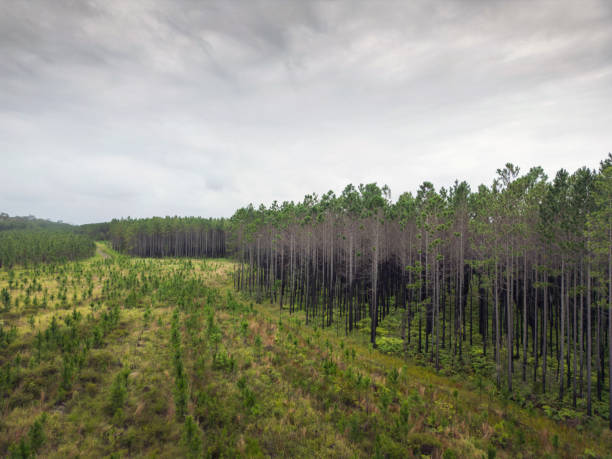 Newly logged section of pine tree plantation, Queensland, Australia