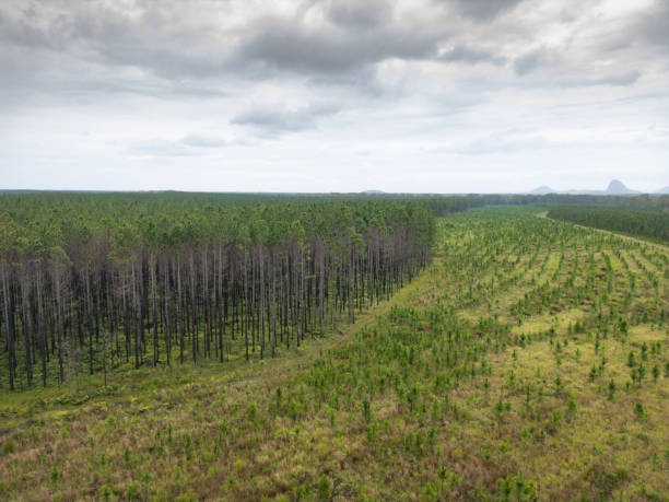 istock Newly logged section of pine tree plantation 2190766600