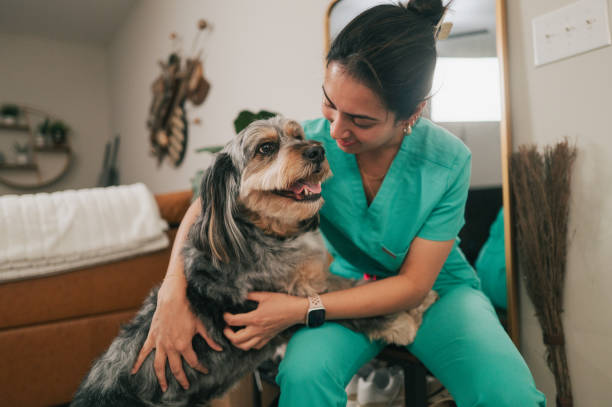 istock Female Doctor Returning from Work - Greeted By Dog - Australian Shepherd 2190766733