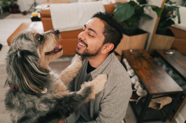 Male Doctor Returning from Work - Greeted By Dogs - Close Up - Australian Shepherd