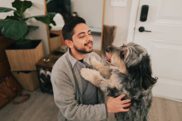 istock Male Doctor Returning from Work - Greeted By Dogs - Close Up - Australian Shepherd 2190766896