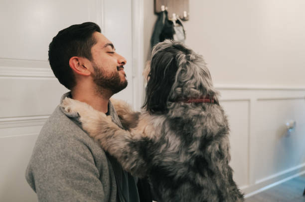 istock Male Doctor Returning from Work - Greeted By Dogs - Close Up - Hug - Australian Shepherd 2190766964