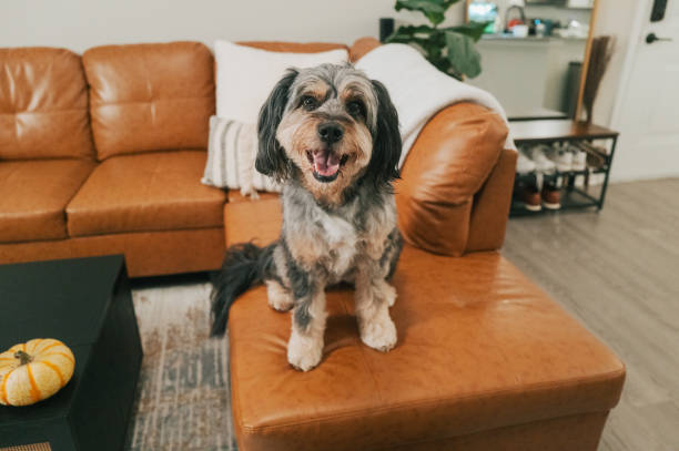 Australian Shepherd Relaxing on Couch - Home