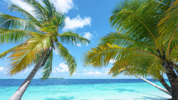 istock Coconut palm trees and beautiful turquoise sea on tropical paradise beach 2190767251