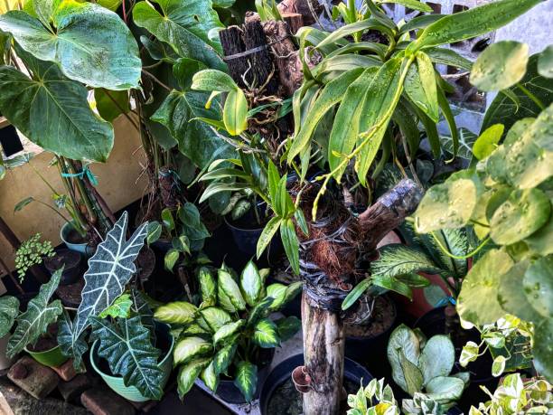 istock various kinds of ornamental plants in the yard 2190770256