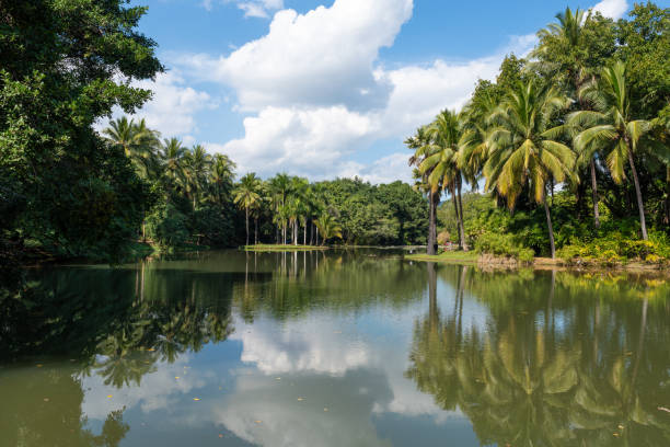 istock Water lilies and coconut trees reflected on tropical lake 2190772114