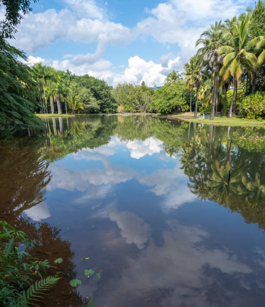 A quiet tropical lake, with coconut trees and blue sky reflected on its surface. A blue-purple water lily floats quietly in the lake, showing the tranquility and beauty of tropical nature.