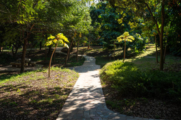 A winding forest path passes through a tropical botanical garden, surrounded by various tropical plants on both sides of the path, full of greenery. The sun shines through the shade of the trees onto the path, forming mottled light and shadows, creating a peaceful and comfortable atmosphere. The picture shows the unique charm of the natural environment in tropical areas, and is an excellent portrayal of eco-tourism and quiet time in nature.