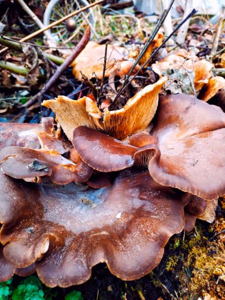 istock autumn mushrooms under fallen leaves 2190772264
