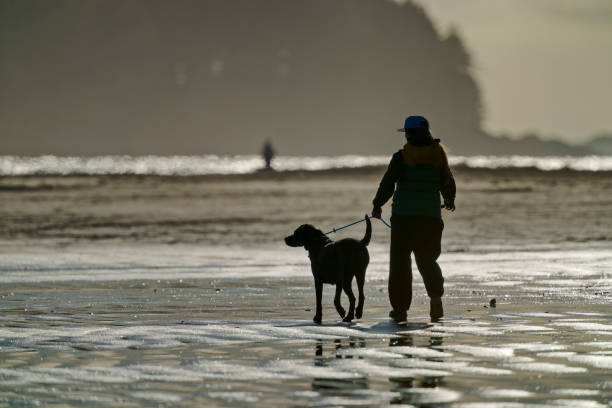 A small dog, in silhouette, watches its owner from the beach. Faithful animal