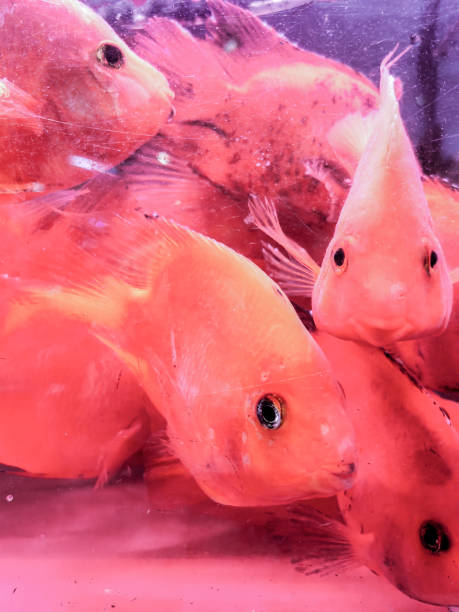 istock Tropical fish pond in the aquarium use as a background. 2190776187