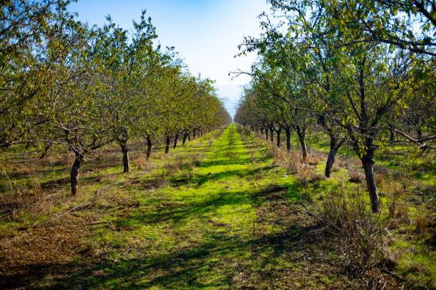 istock Orchard Rows with Green Grass in Northern Israel 2190776861