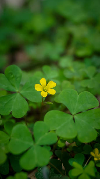 istock Beautiful yellow clover flower bloomed nicely. 2190777390