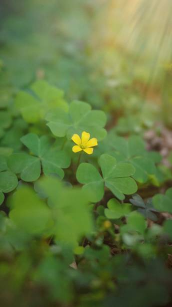 istock Yellow clover flowers bloom perfectly under sunlight 2190777401
