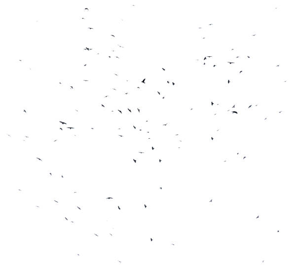 istock A flock of birds flying in the sky 2190778134