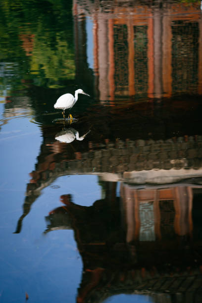 istock An egret fishing in a pond 2190780336