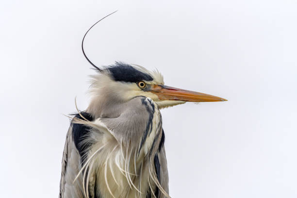 istock Portrait of a beautiful Grey Heron (Ardea cinerea). 2190780669