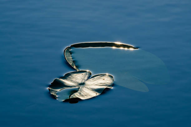 A vibrant water lily can be seen gracefully floating on the surface of a tranquil lake. The water reflects the soft sunlight, enhancing the beauty of the scene.
