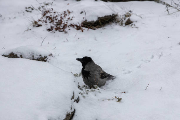 istock Bird hooded crow (Corvus cornix) sitting on winter snow background 2190781122