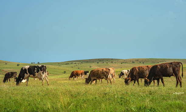 istock Cows grazing landscape with serene pastoral scene capturing. 2190781163