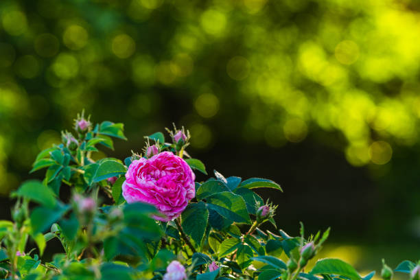 istock A Pink Rose Blooms in a Garden 2190781184
