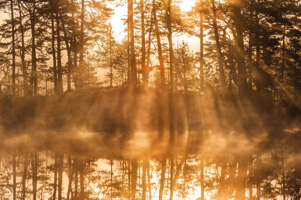 istock Golden sunlight filtering through trees over a serene lake at dawn enhances the tranquil morning atmosphere 2190782140