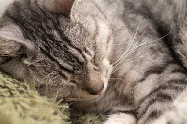 istock cute cat playing with toys 2190783356