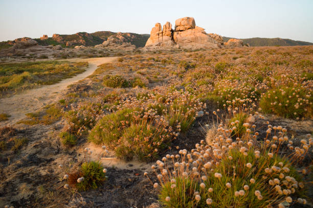 Cala Sarraina beach, not far from Paradise Coast, in Gallura, stands out majestically against the often rough waters of the Strait of Bonifacio. The colors of the sea are stunning. Even in the summer high season, these wonderful beaches are relatively deserted. Here's the beach at dusk.