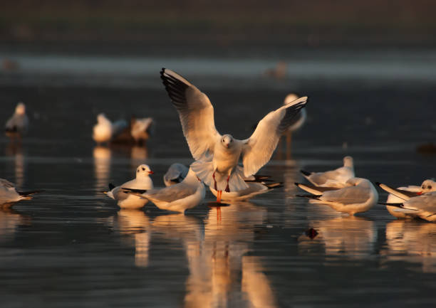 istock The Seagull in the morning 2190784867