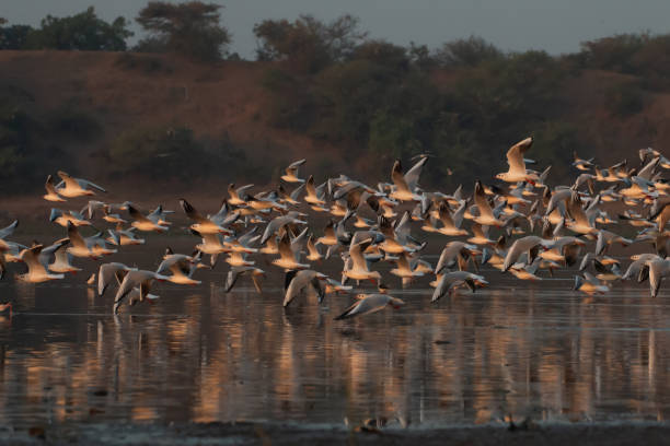 istock The Seagull in the morning 2190784870