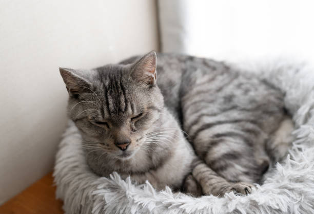 istock Cute cat relaxing by the window 2190787768